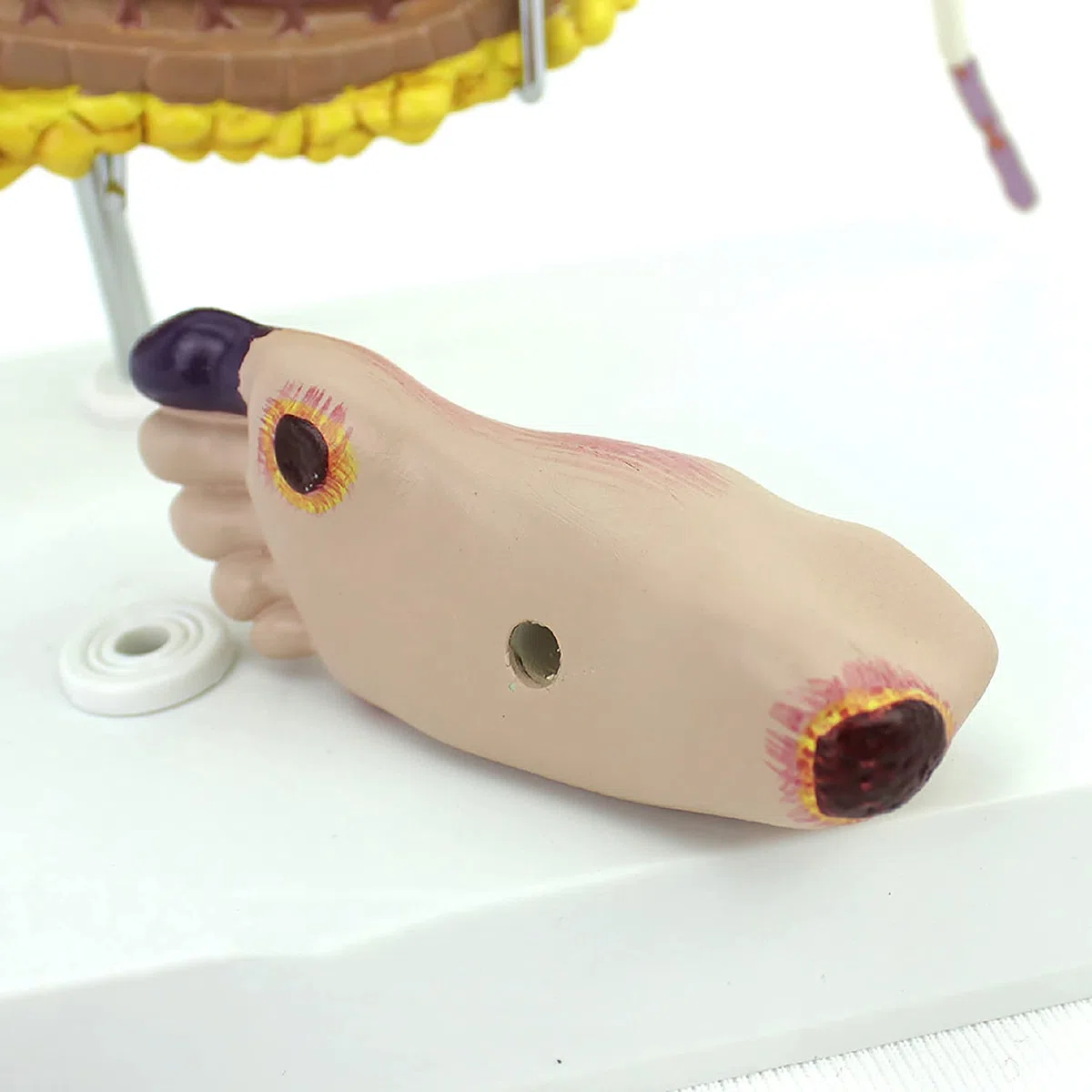 Modèle De Diabète De Médecine Humaine, Complications du Diabète Montrent Le Cerveau, Le Cœur, Le Pancréas, Le Neurone, Le Pied, Utilisé pour l'enseignement Médical