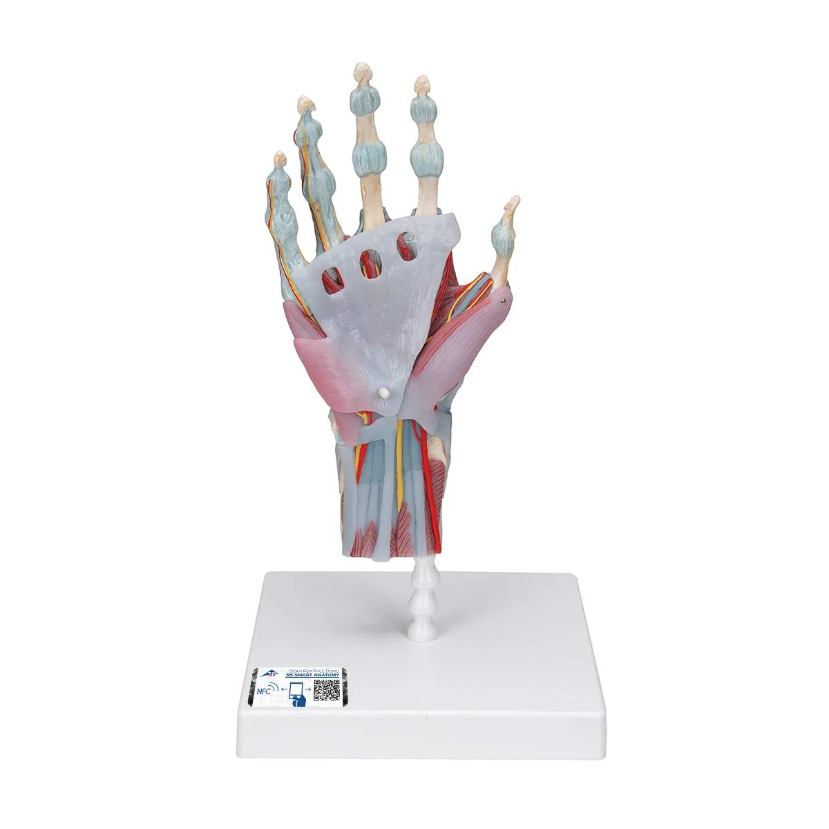 3B Scientific M33/1 Modèle de Squelette de la Main avec Ligaments et Muscles - 3B Smart Anatomy