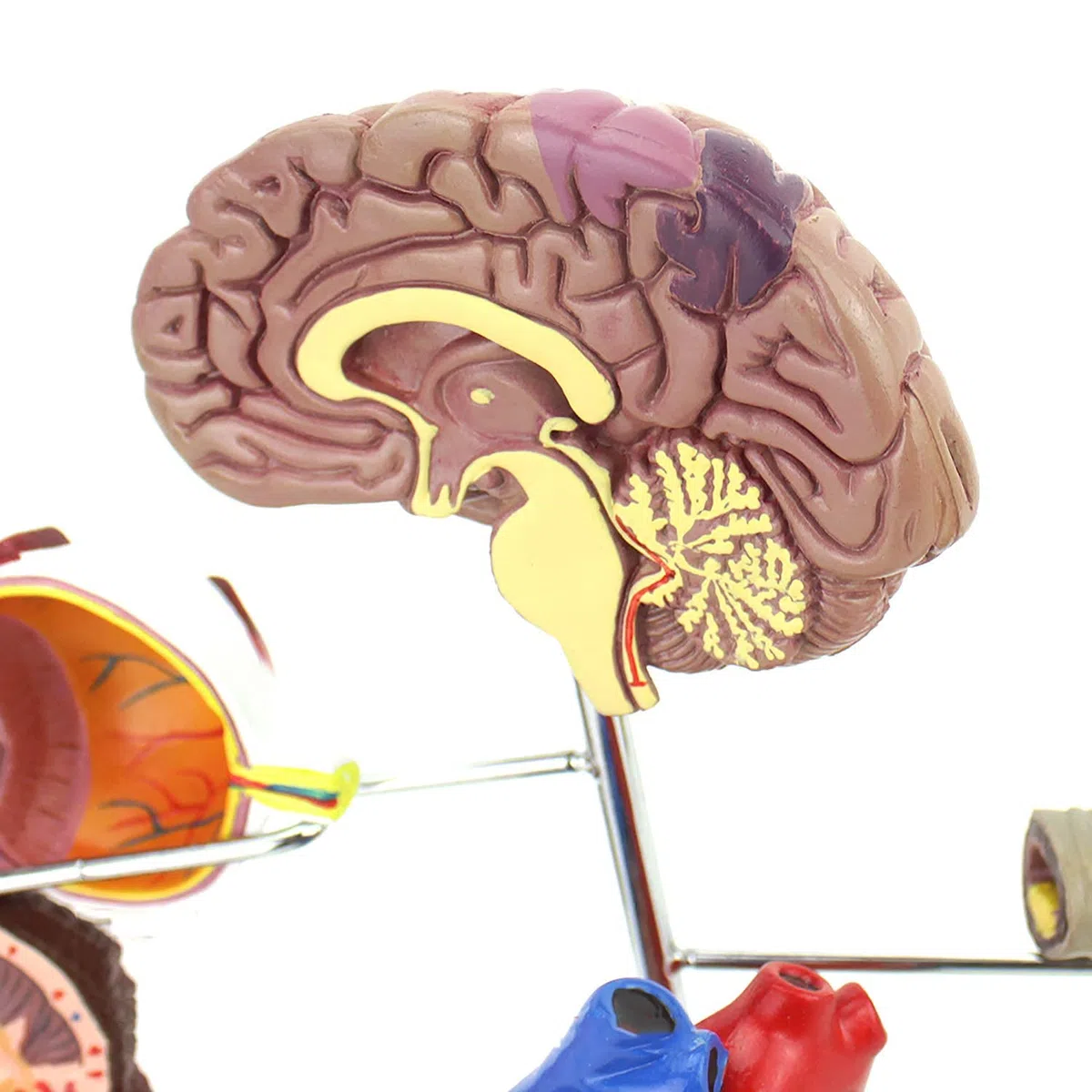 Modèle De Diabète De Médecine Humaine, Complications du Diabète Montrent Le Cerveau, Le Cœur, Le Pancréas, Le Neurone, Le Pied, Utilisé pour l'enseignement Médical