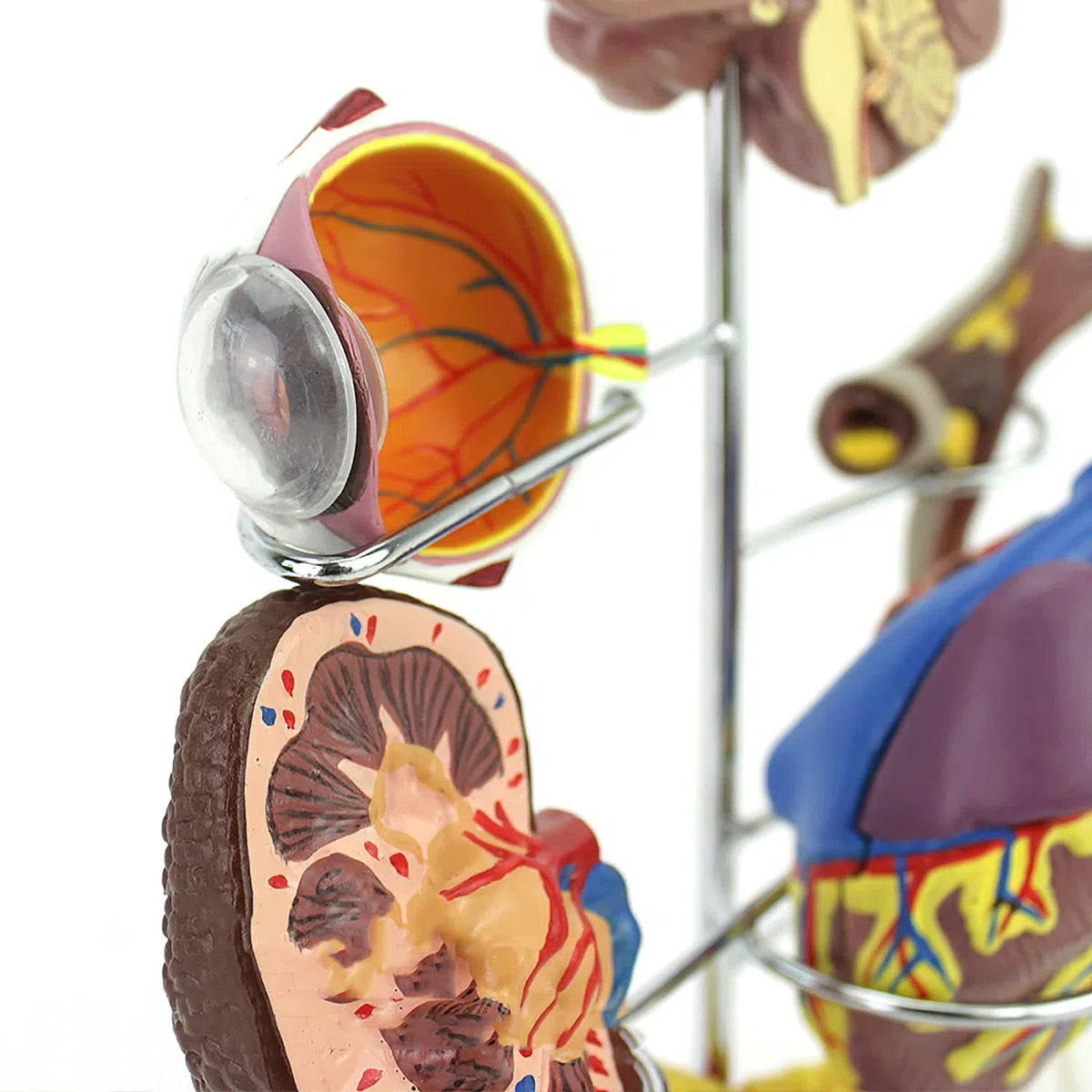 Modèle De Diabète De Médecine Humaine, Complications du Diabète Montrent Le Cerveau, Le Cœur, Le Pancréas, Le Neurone, Le Pied, Utilisé pour l'enseignement Médical