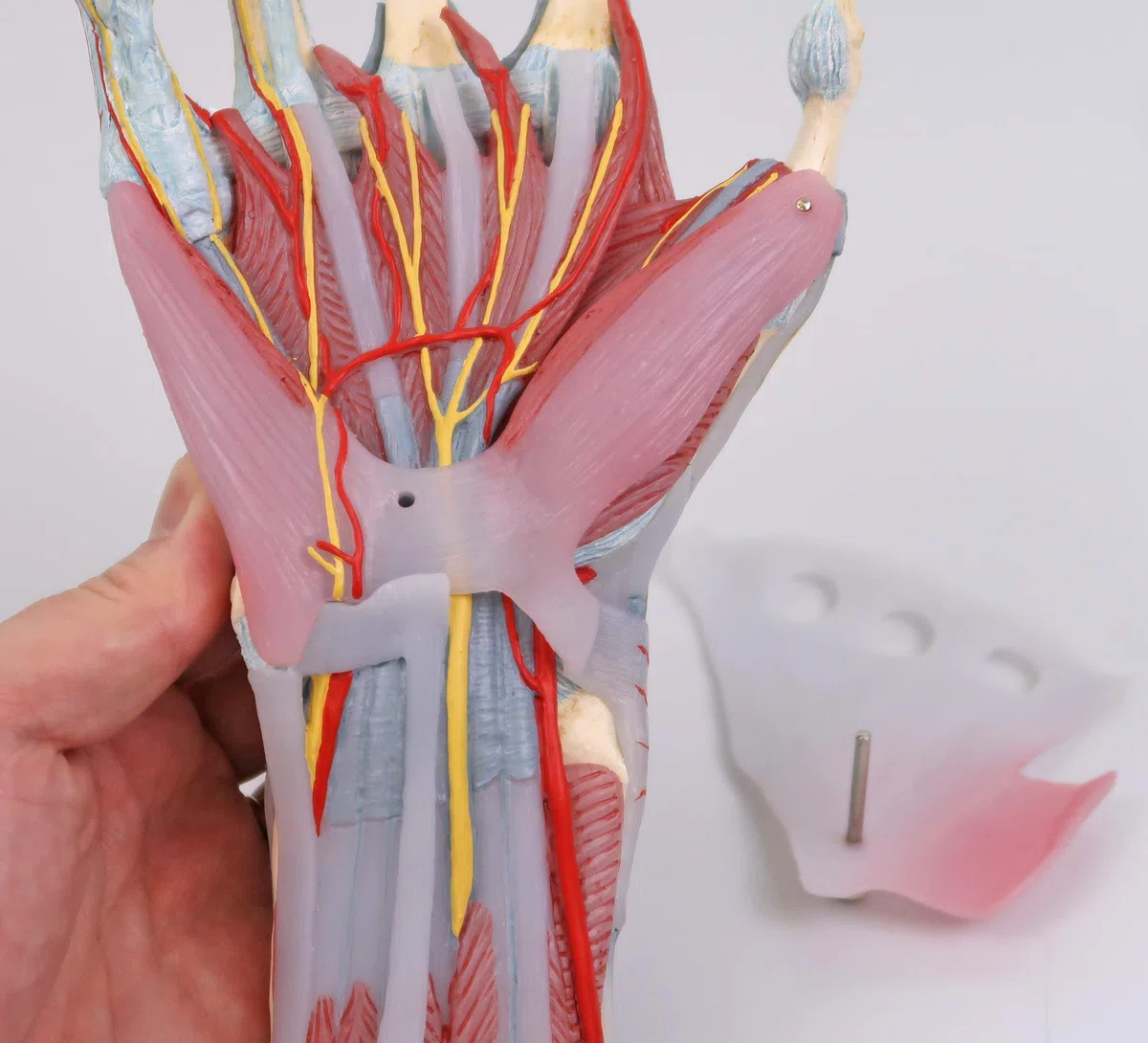 3B Scientific M33/1 Modèle de Squelette de la Main avec Ligaments et Muscles - 3B Smart Anatomy
