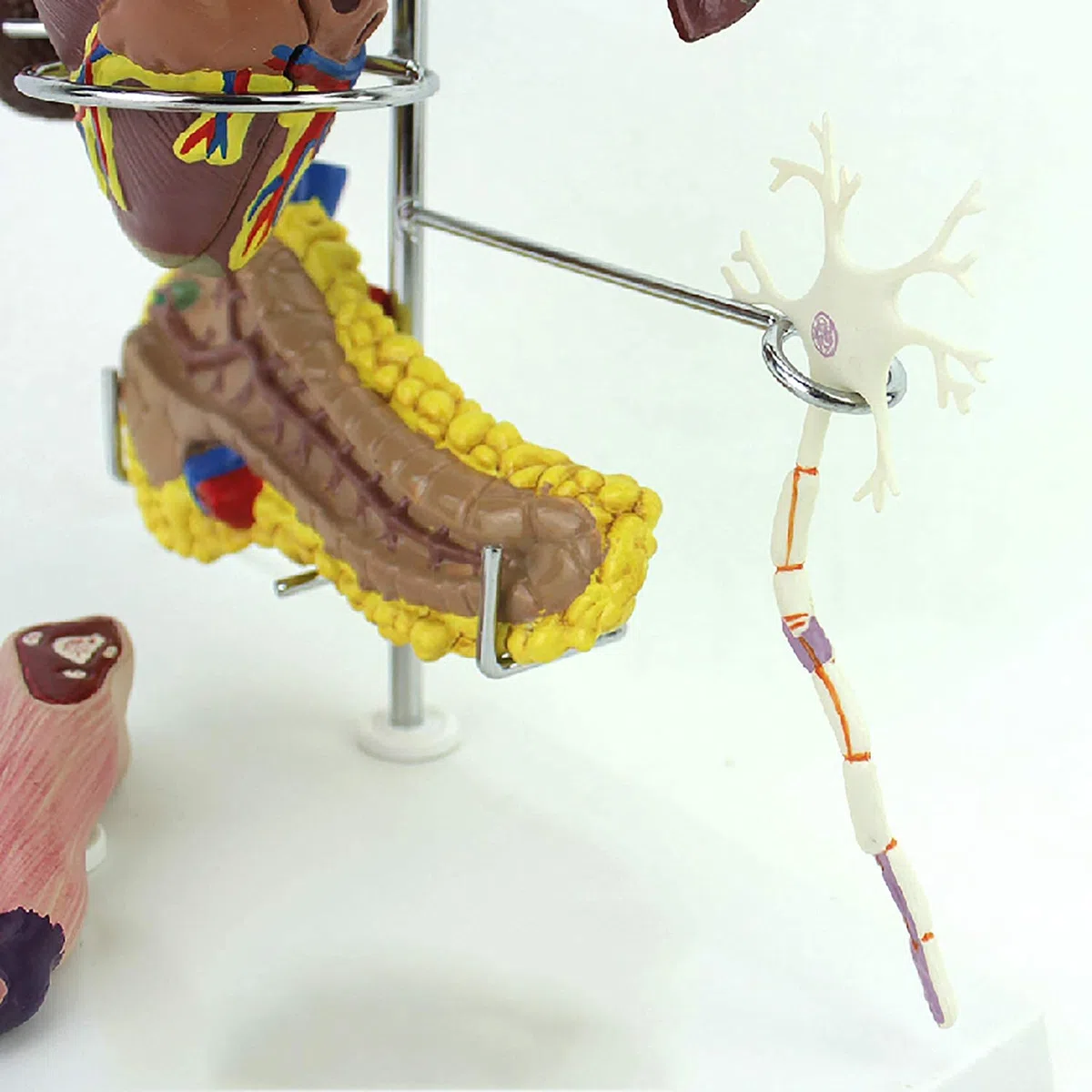 Modèle De Diabète De Médecine Humaine, Complications du Diabète Montrent Le Cerveau, Le Cœur, Le Pancréas, Le Neurone, Le Pied, Utilisé pour l'enseignement Médical