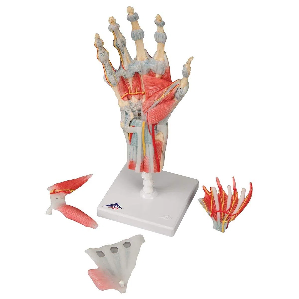3B Scientific M33/1 Modèle de Squelette de la Main avec Ligaments et Muscles - 3B Smart Anatomy