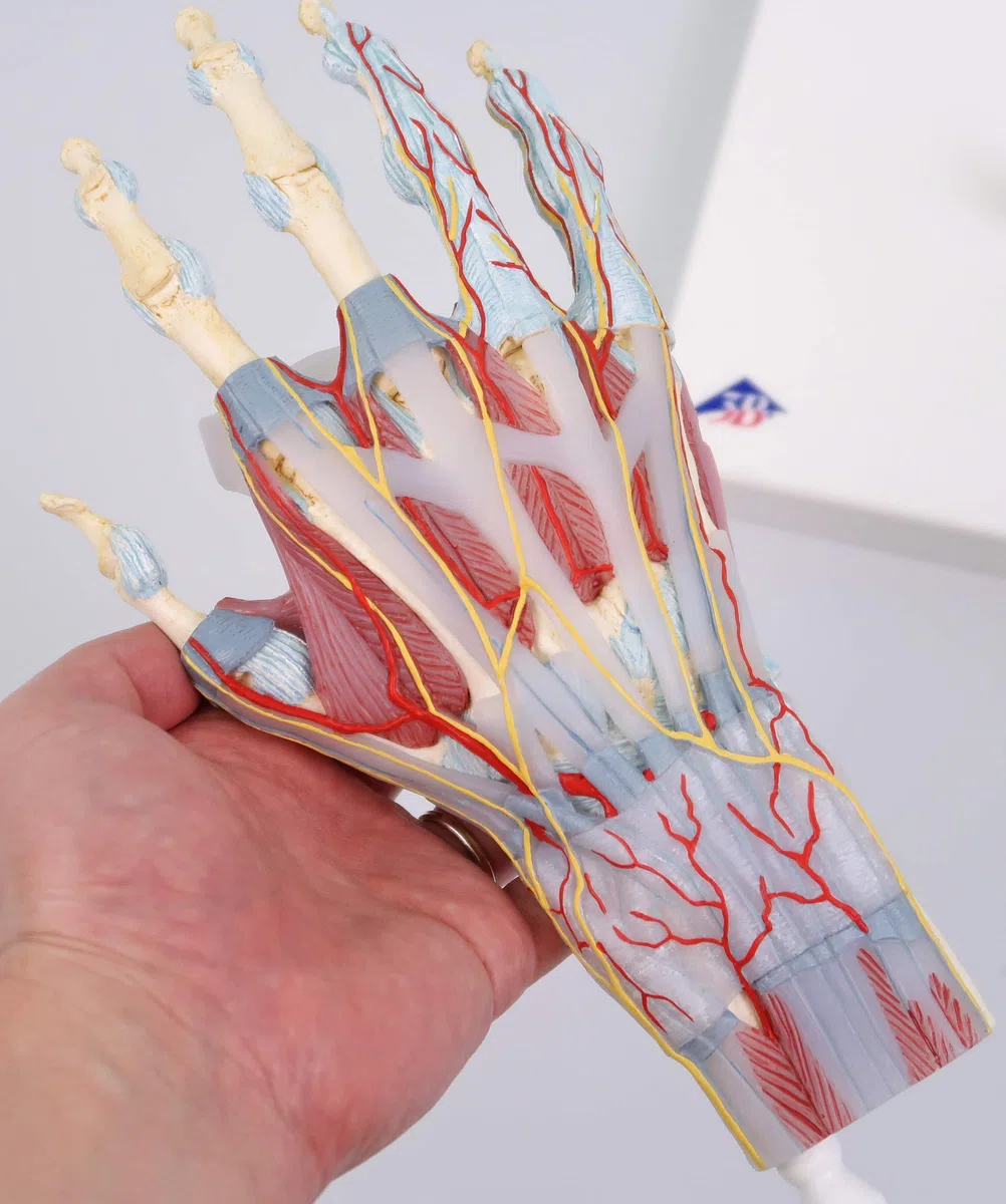 3B Scientific M33/1 Modèle de Squelette de la Main avec Ligaments et Muscles - 3B Smart Anatomy