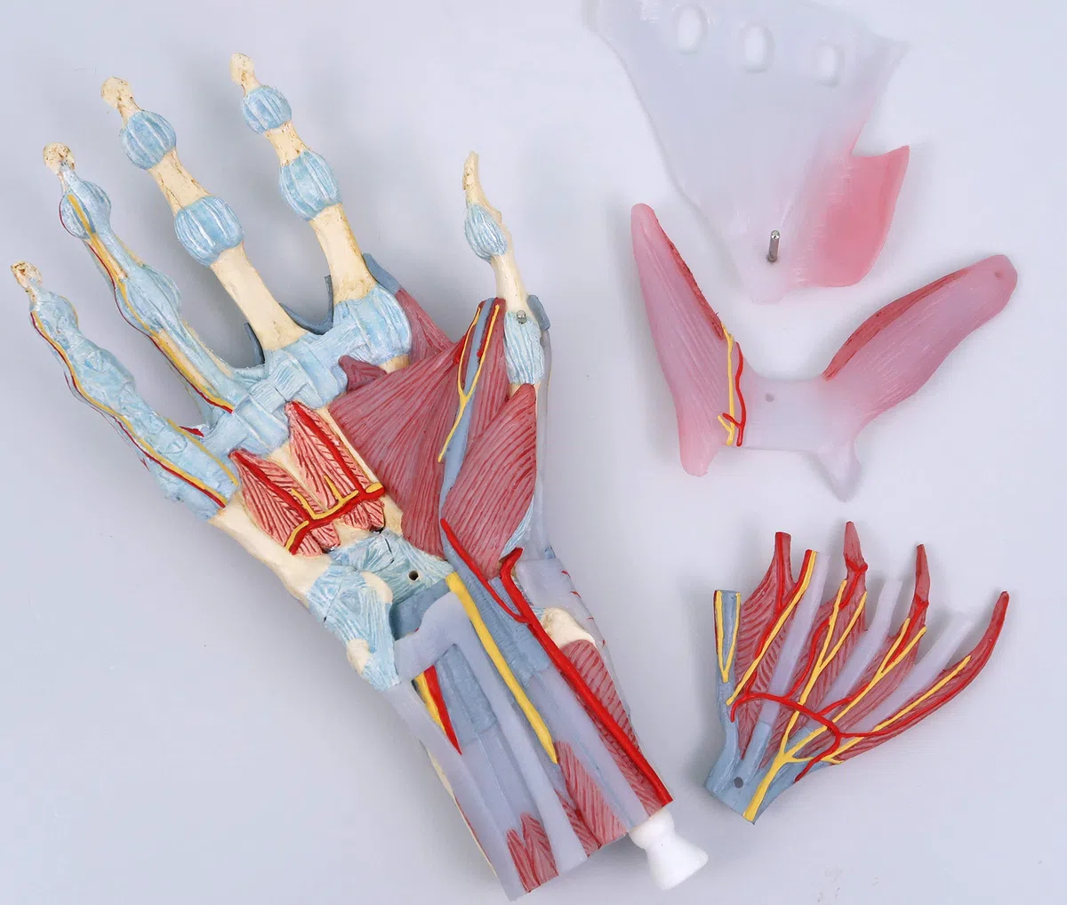 3B Scientific M33/1 Modèle de Squelette de la Main avec Ligaments et Muscles - 3B Smart Anatomy