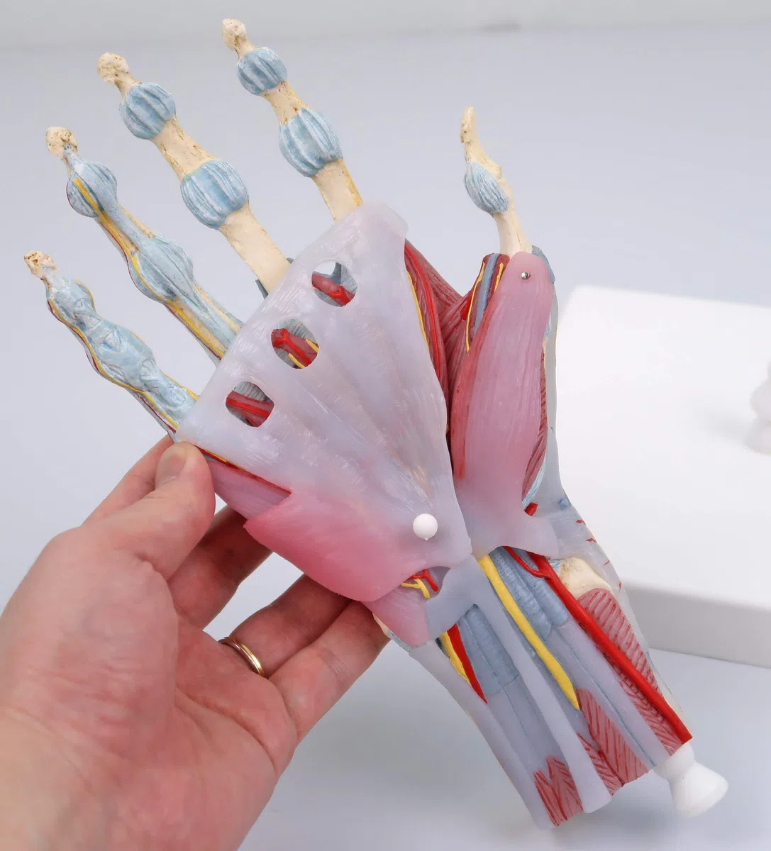 3B Scientific M33/1 Modèle de Squelette de la Main avec Ligaments et Muscles - 3B Smart Anatomy